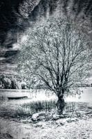 Baum in schwarz / weiß
