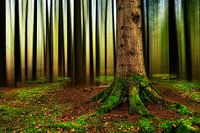 Magical forests