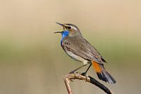 Blauwborst zingt het hoogste lied