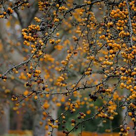 Malus van Frank Lavooij