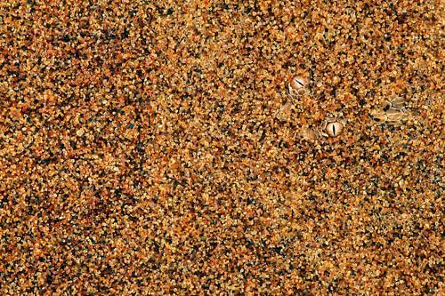 Sahara desert. Viper is hidden under the sand