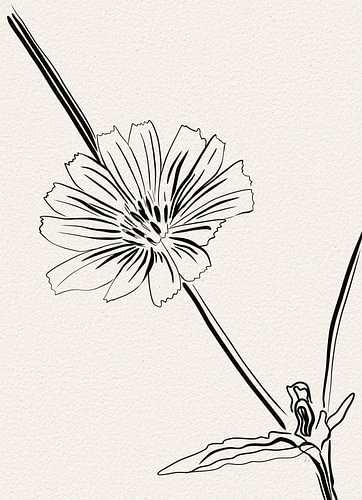 Wild Chicory, line drawing by AnkieArt