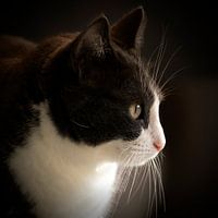 Phoebe de kat