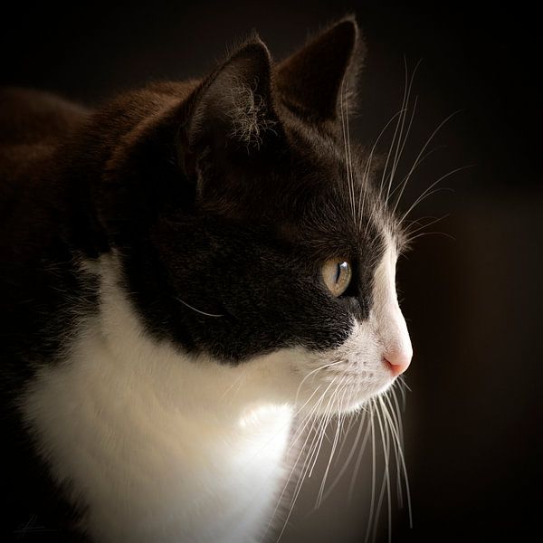 Phoebe the cat by Henk Zielstra