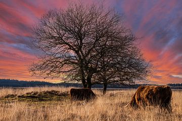 Schotse Highlander Koeien in avondlicht. van Brian Morgan