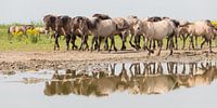 Pferde | Gruppe Konik Pferden in Spiegelung - Oostvaardersplassen