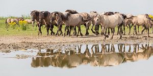 Paarden | Groep konikpaarden in spiegeling - Oostvaardersplassen van Servan Ott