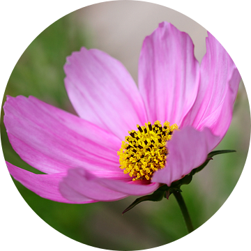 Roze cosmos bloem van Jolanta Mayerberg