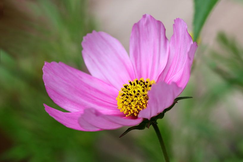 Roze cosmos bloem van Jolanta Mayerberg