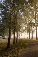 Forest path on a misty autumn morning