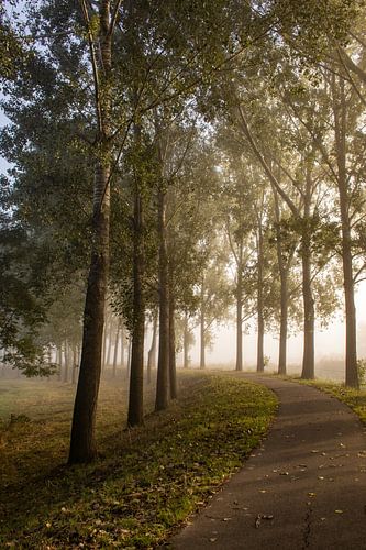 Bospad op een mistige herfstochtend