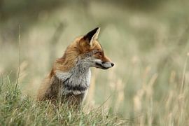 Prachtige vos by Anita Kortus