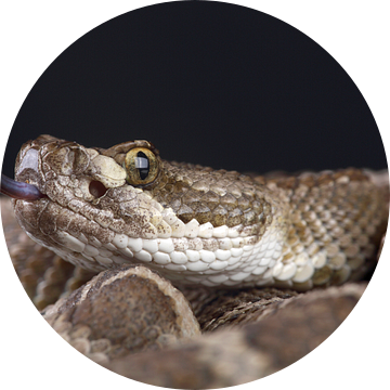 Prairieratelslang (Crotalus viridis)