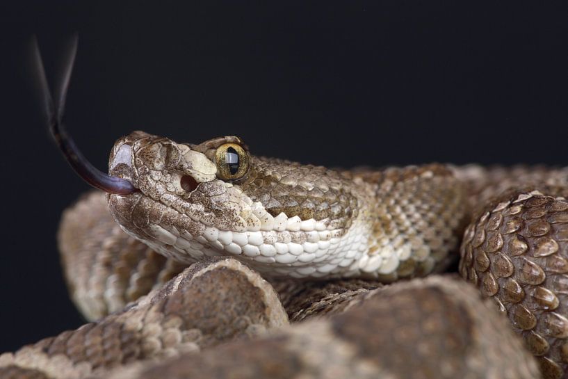 Crotale des prairies (Crotalus viridis) par Ronald Pol