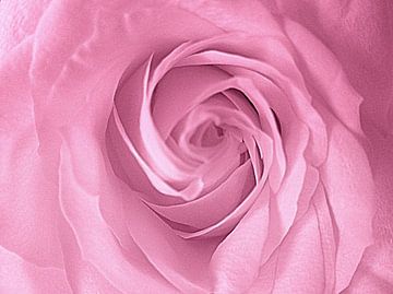 Heart of a Pink Rose van Nicky`s Prints