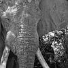 Oude olifant 2541 bw van Barbara Fraatz