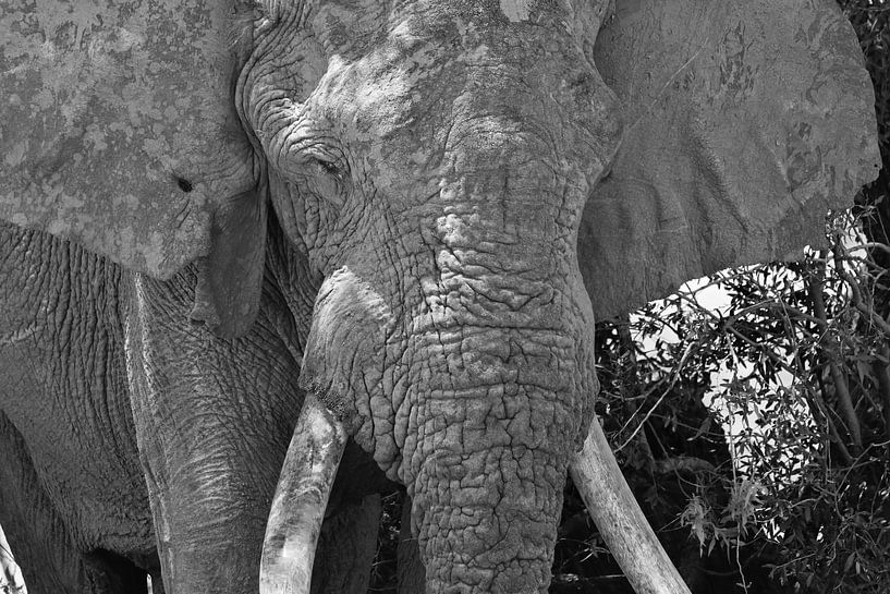 Alter Elefant 2541 sw von Barbara Fraatz