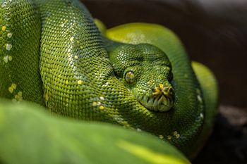 Les yeux dans les yeux avec un serpent vert
