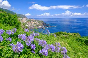 Nilschlüsselblume blüht auf der Insel Madeira an einem schönen Sommertag