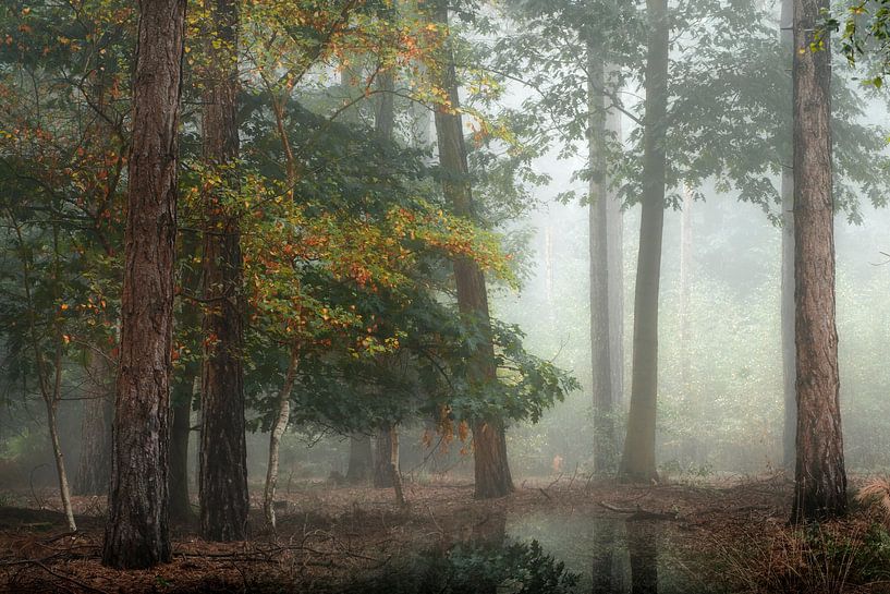 Forêt brumeuse V par Kees van Dongen