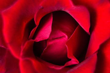Hart van een roos van Joran Quinten