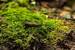 Limace dans la forêt de Staelduin sur Shot By DiVa