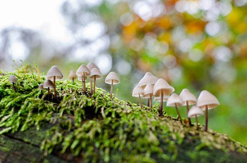 Paddenstoelen op mos in de herfst