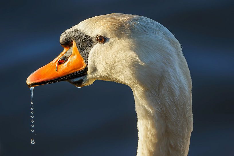 Portrait du cygne tuberculé par Peter Beks