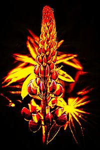 Lupine