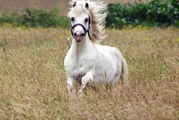 Welsh-Hengst