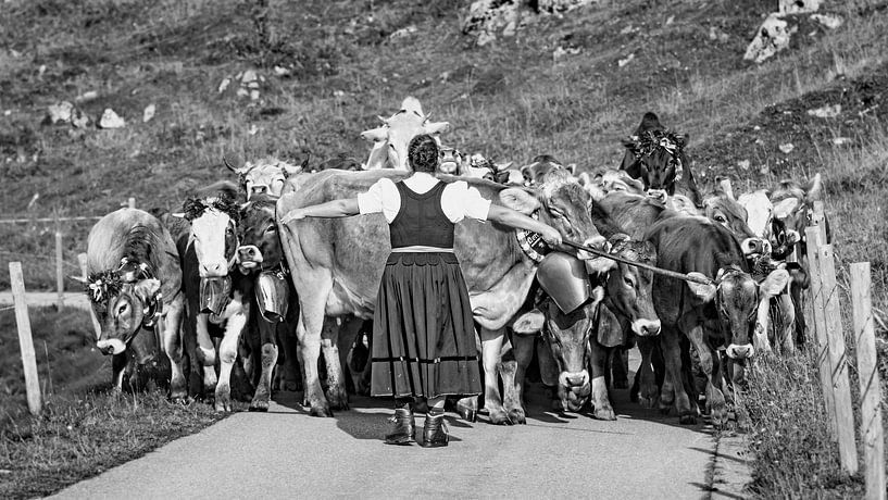 STOP! von kuh-bilder.de