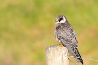 Red-legged falcon