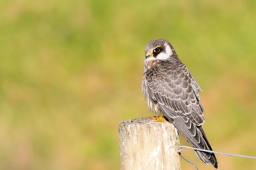 Red-legged falcon by Tim Schonk