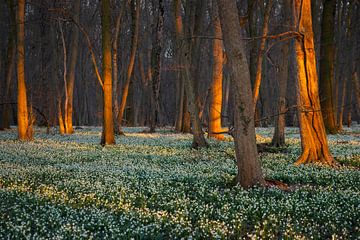 In the evening in the March-flower forest