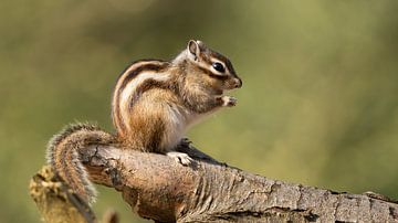 Sibirisches Erdhörnchen von Corrie Post