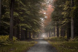 The road in the Lies forest von Jos Erkamp