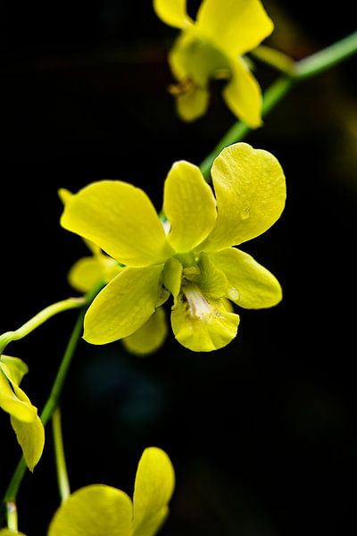 Yellow orchid flowers hanging in the tropical light by Frank Photos