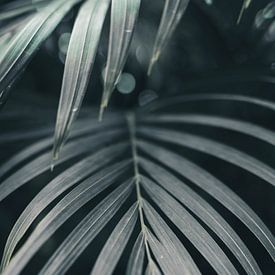 Feuilles de palmier dorées | photographie de voyage | Inde sur Kimberley Jekel