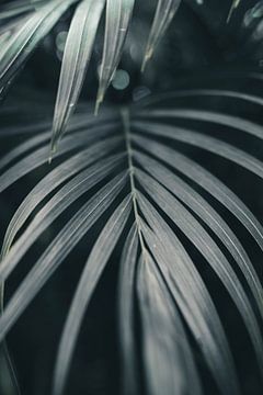 Feuilles de palmier dorées | photographie de voyage | Inde