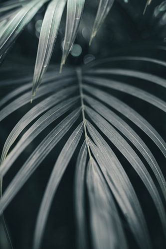 Feuilles de palmier dorées | photographie de voyage | Inde