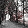 De beukentunnel in het Baarnse bos van MPA ARTS