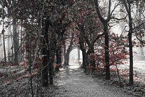 De beukentunnel in het Baarnse bos