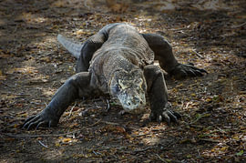 Le regard préhistorique – Le varan de Komodo en action sur Jasper Los