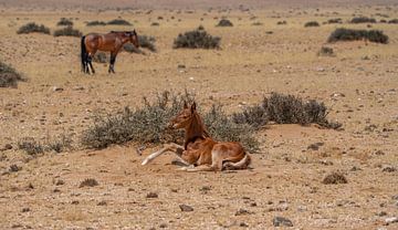 Wild horse foal in Garub in Namibia, Africa by Patrick Groß