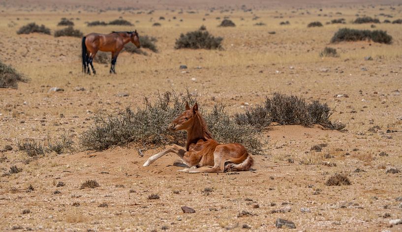 Wildpferdfohlen in Garub in Namibia, Afrika von Patrick Groß
