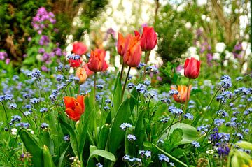 Rote Frühlings-Tulpen in meinem Garten
