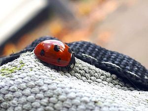 Coccinelle en gros plan sur un tissu.