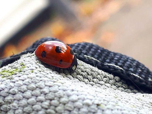 Lieveheersbeestje in close-up op textiel weefsel.