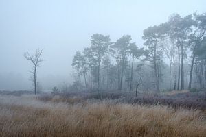 Nebel auf der Tenhaagdoornheide