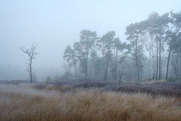 Fog on Tenhaagdoornheide by Johan Vanbockryck